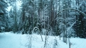 Лыжный поход лес